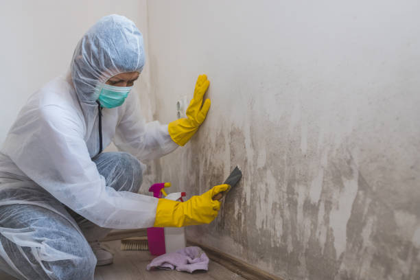 Why You Should Choose Our Mold Remediation Services in Esparto, CA