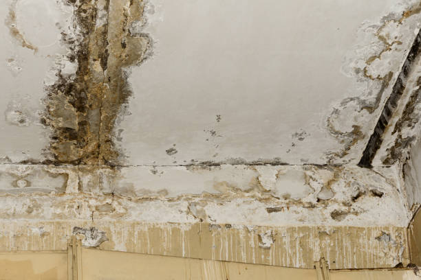 Esparto, CA Mold Remediation Company